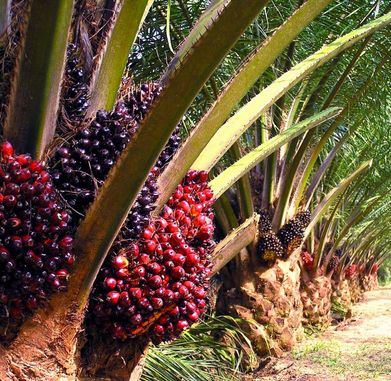 Produksi Kelapa Sawit Sumbang Peningkatan Laba Bersih PTPN III